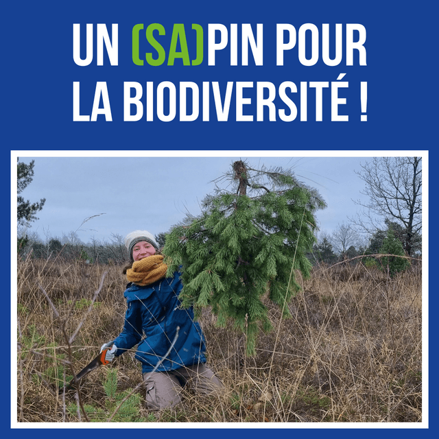 (sa)pin pour la biodiversite