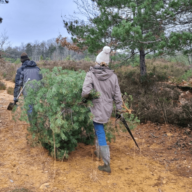 (sa)pin pour la biodiversite1