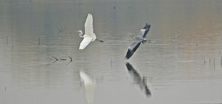 Initiation à l'identification des oiseaux d'eau