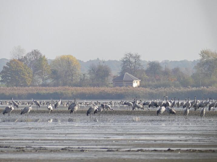 Observation des Grues