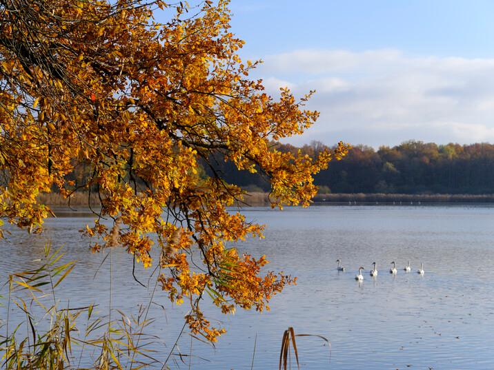 Découverte des oiseaux d'eau