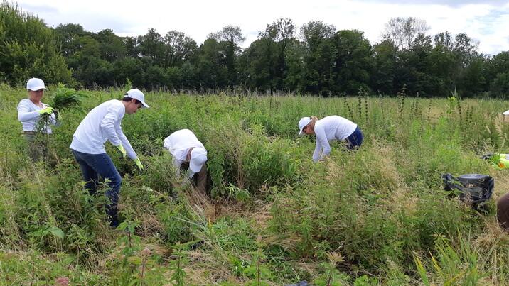 ANNULÉ : Participez à la préservation du marais d'Athis : arrachage des espèces exotiques envahissantes