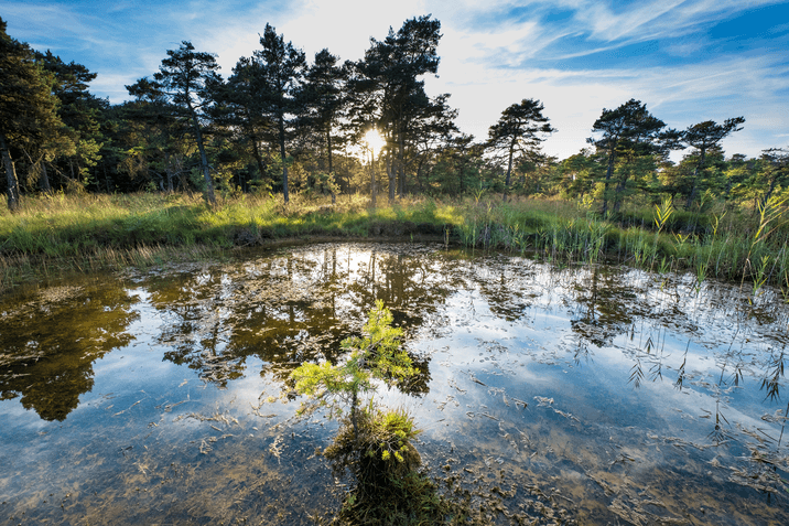 Balade nature dans la Réserve naturelle 