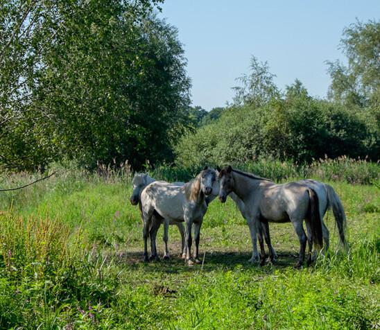 Pâturage Camargue RNR Marais Trous de Leu