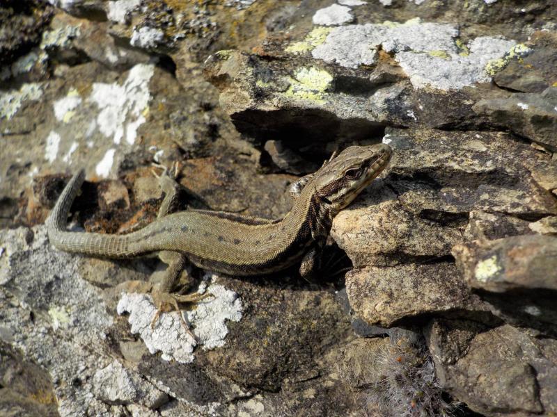 Lezrad des murailles