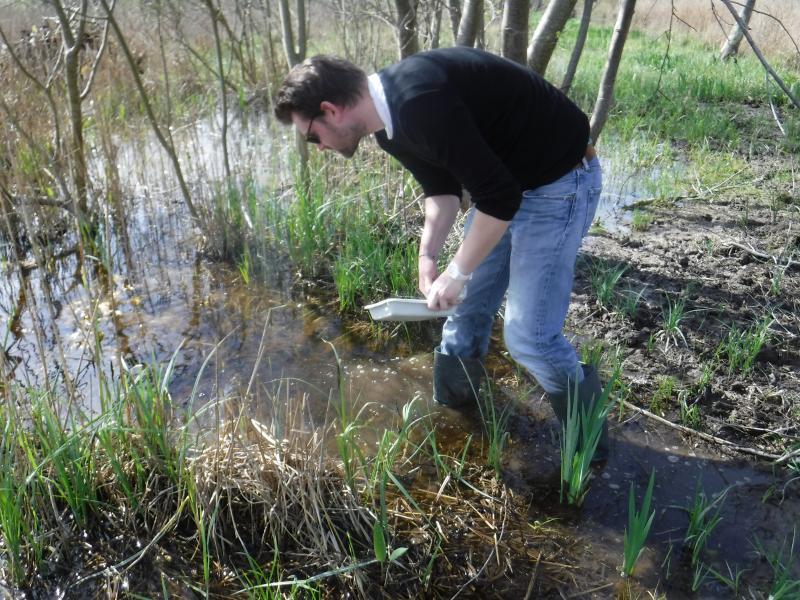 Ramassage des larves