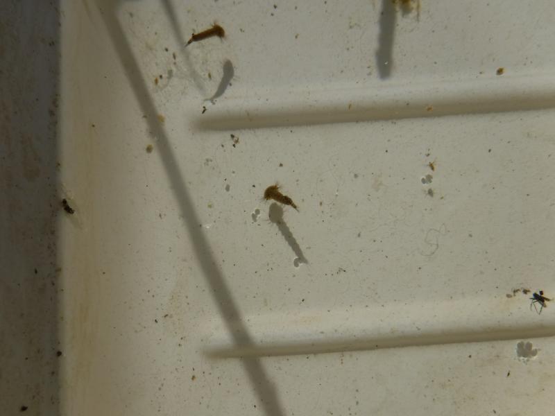 Larves de moustique