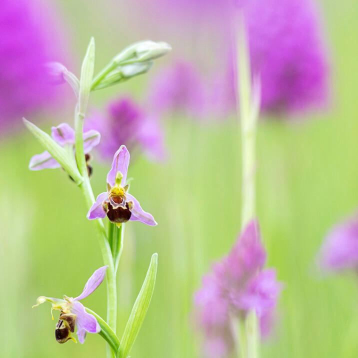 À la découverte de la biodiversité de la pelouse à orchidées